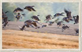 Painting of geese flying over wheat field