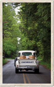 Old Chevrolet pickup truck driving down tree-lined road